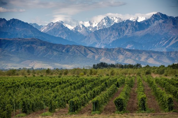 Vineyards of Mendoza, Argentina