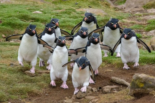 A group of Southern Rockhopper Penguins