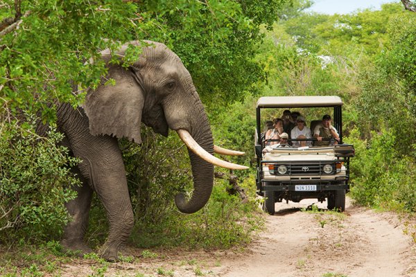Majestic African Safari Encounter