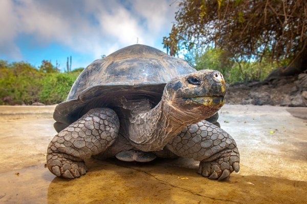 Galapagos tortoise, Galapagos Islands