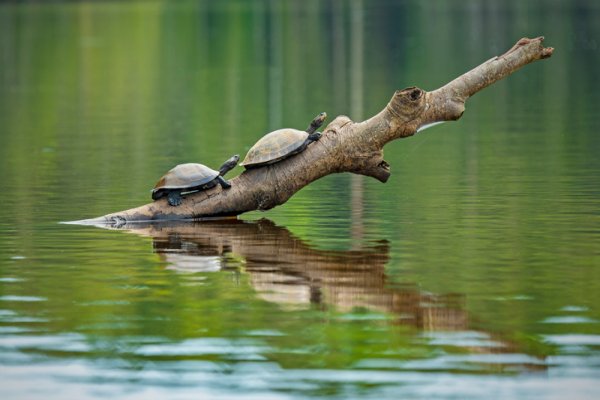 Giant Tortoise