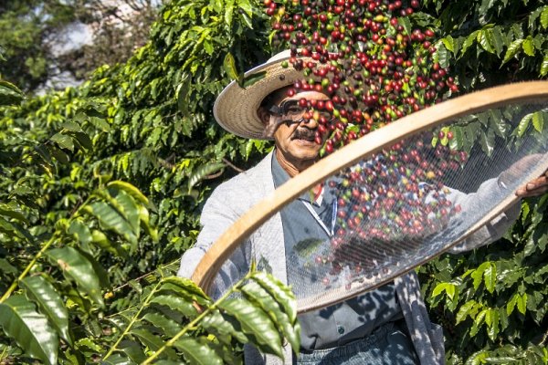 Man harvesting coffee on the orchard 