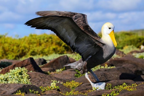 Albatross spreading its wings on Espanola Island, Galapagos Islands