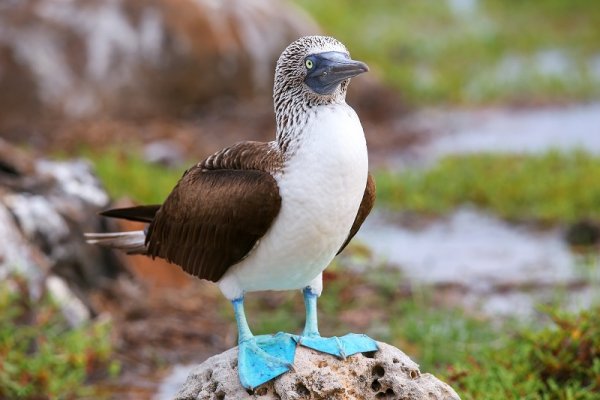 Blue-footed Booby on North Seymour Island, Galapagos Islands