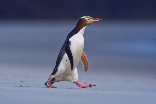 Yellow eyed penguin waddling on a sandy beach