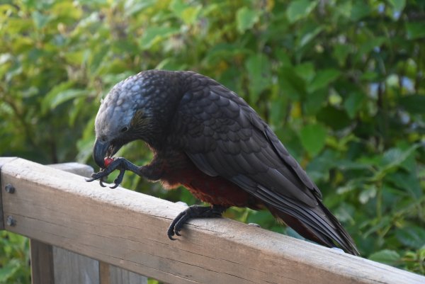 Kaka Bird