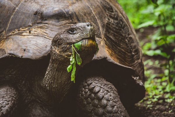 Tutrois in the Galapagos