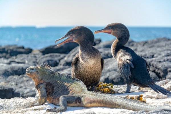 Two flightless cormorants and a marine iguana on the coastline in the Galapagos