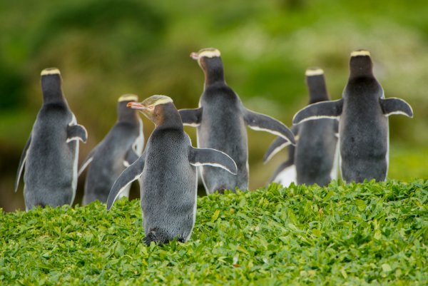 shutterstock 1077183638 by The Auckland Islands are important seabird breeding grounds especially for the rare yellow eyed penguin with a high proportion of the population breeding on Enderby Island. 800