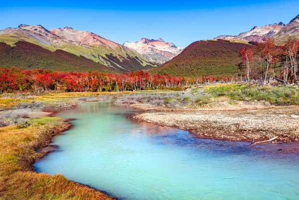 Lenga forest, Tierra del Fuego National Park, Patagonia,