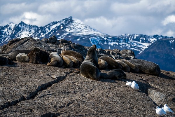 A colony of seals chilling out on a rocky islet on the Beagle Channel