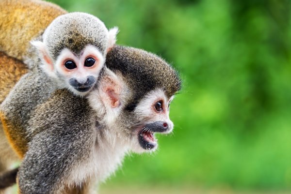 Monkeys in the Amazon Jungle in Peru