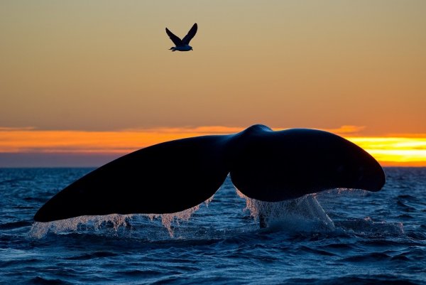 Whale tale, a bird and a sunset in Antarctica