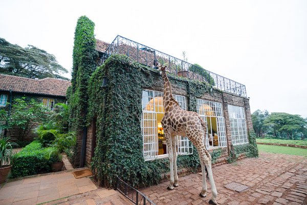 Kenya’s Giraffe Manor…where Africa’s wildlife shows up for breakfast!