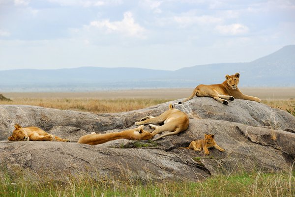 Lions having some rest, South Africa.
