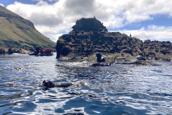 Seal playing in the water