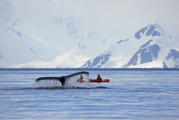 Tourists kayaking close to the whale in Antarctica