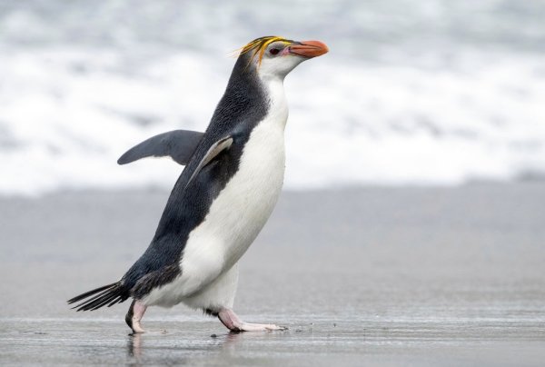 Royal Penguin waddling on a sandy beach