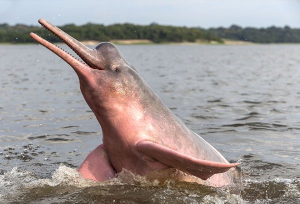 Pink Dolphin in the Amazon