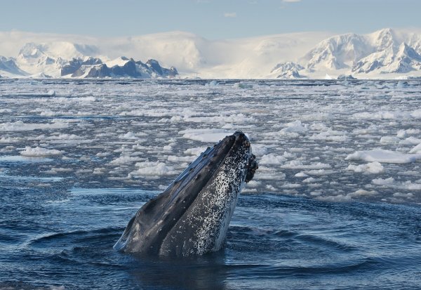 Humpback whale in the icy waters of Antarctica