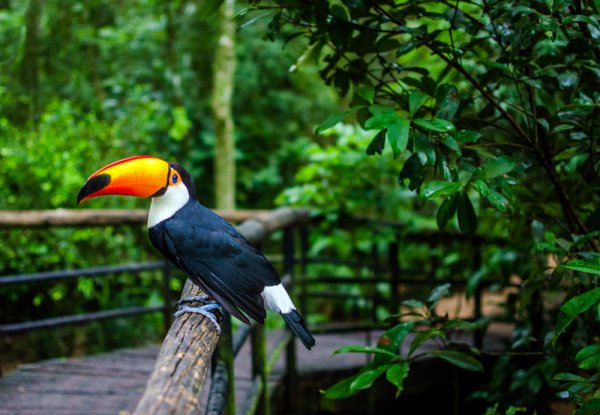 Tucan Amazon