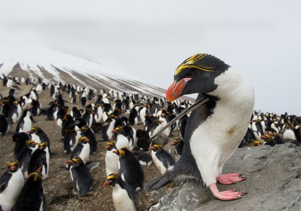 Erect-crested Penguins