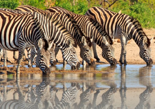 Zebras at Hwange National Park