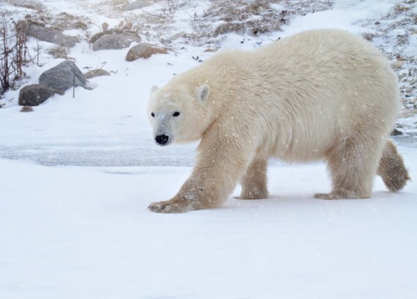 Male Polar bear in late autumn, Canada