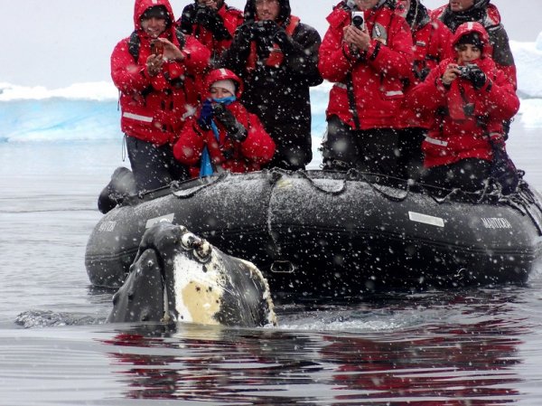 Tourists taking pictures of a Humpback whale