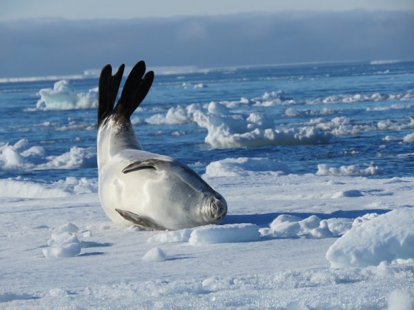 Funny seal laying on the ice shell