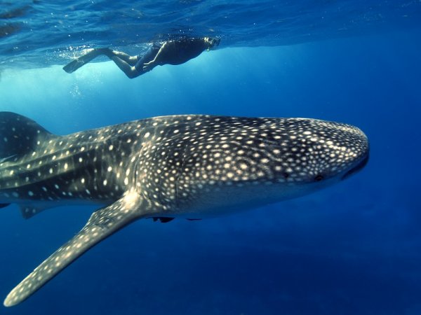 Snorkeling with whale-shark in blue waters in Belize