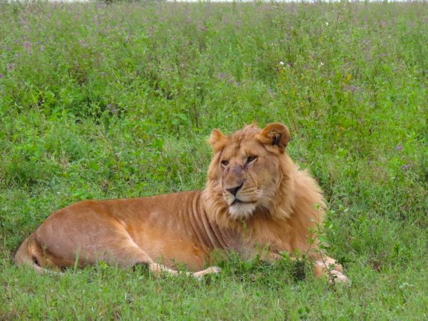 safari in tanzania Lion on alone in wild