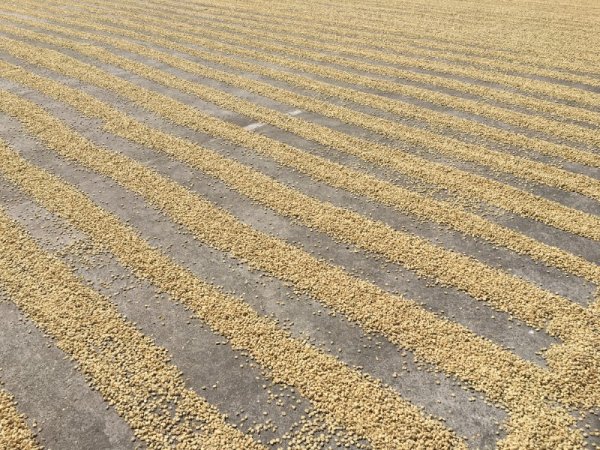 Coffee beans drying under a radiant sun at Doka estate, Costa Rica