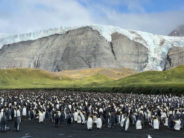 King Penguin colony in South Georgia