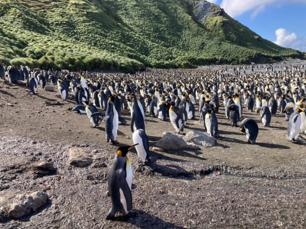 King penguins on Macquarie Island