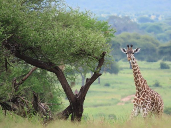 safari in tanzania a close encounter with a giraffe on the open plains.