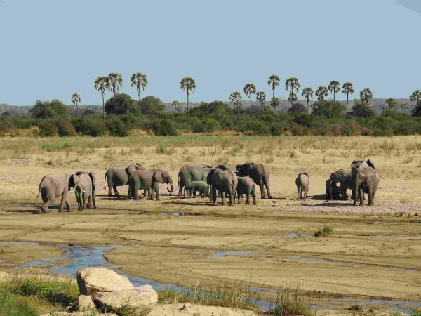 safari in tanzania group of elephants