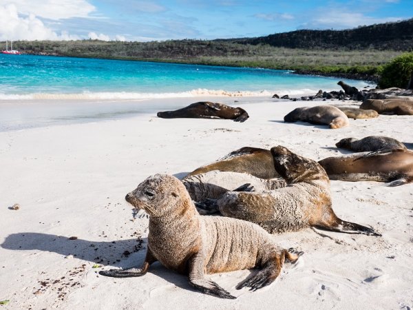 Galapagos Sea Lions, Galapagos Islands