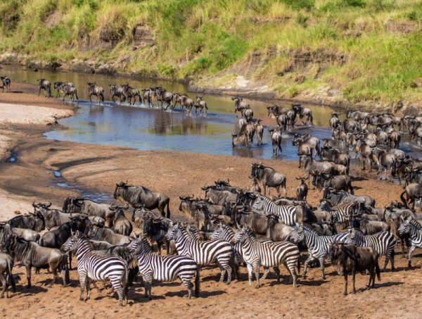 East Africa Wildlife
