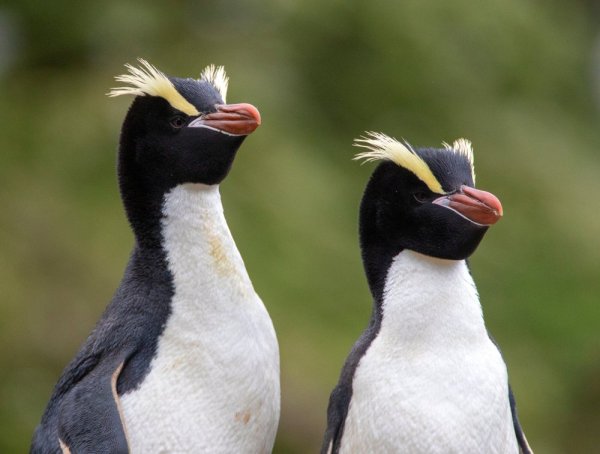 Two Erect Crested Penguins