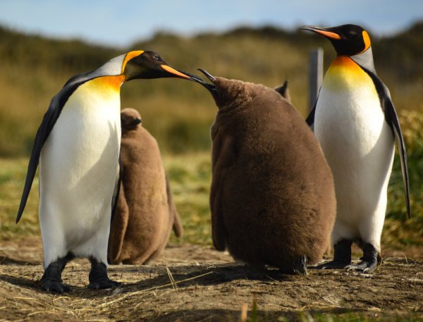 King Penguin feeding a brown chick