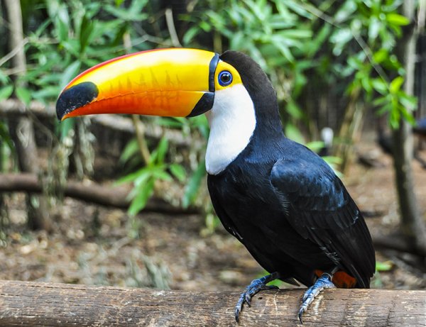 Toucan's Haven at Iguazu Falls