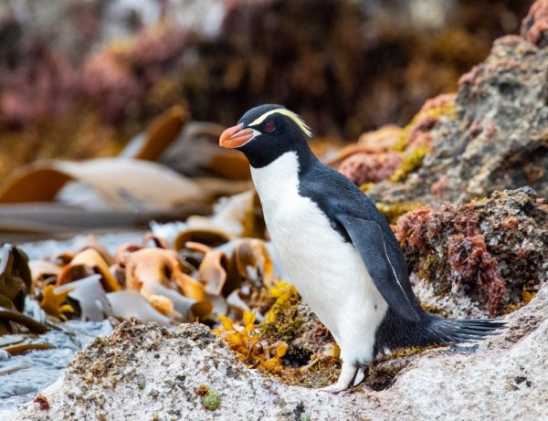 Snares Penguin on a rocky shore