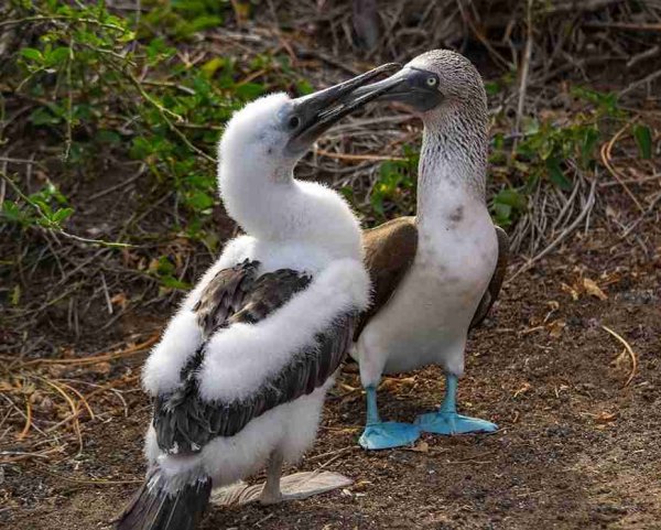 Galapagos Islands blue footed booby