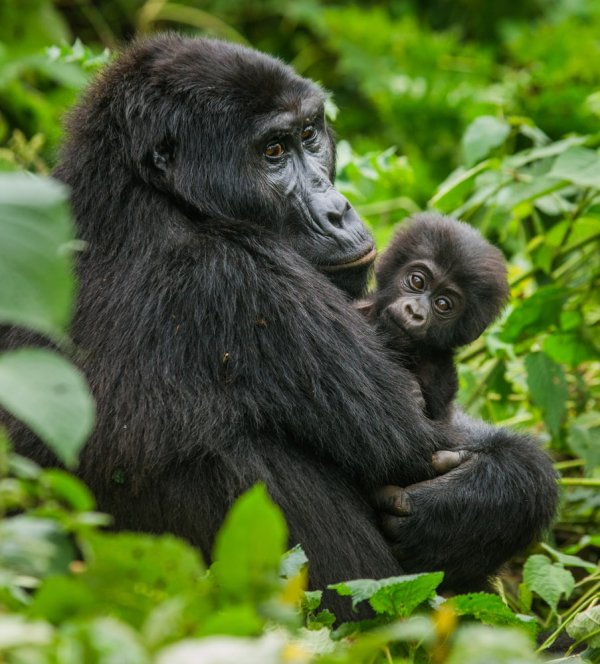 A female mountain gorilla with a baby. Uganda 