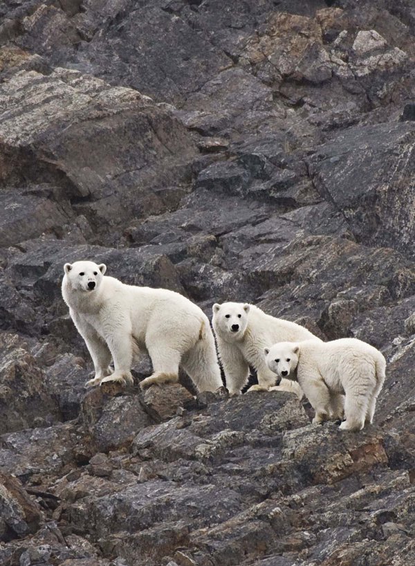 Polar Bear