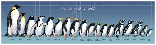 penguin types