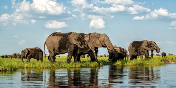 Elephant herd at watering hole in Chobe National Park