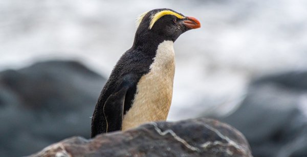 Fiordland Penguin on a rock