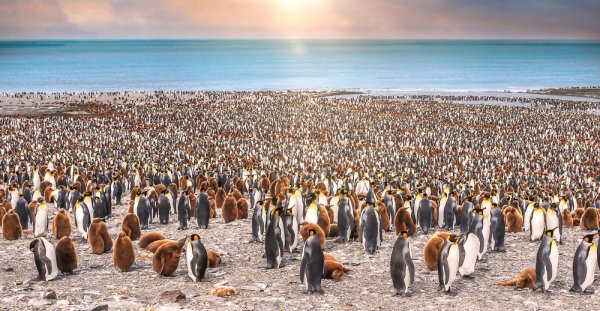 King penguins colony, St. Andrew's Bay, South Georgia Island